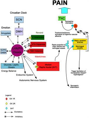 Non-Rapid Eye Movement Sleep Parasomnias and Migraine: A Role of Orexinergic Projections